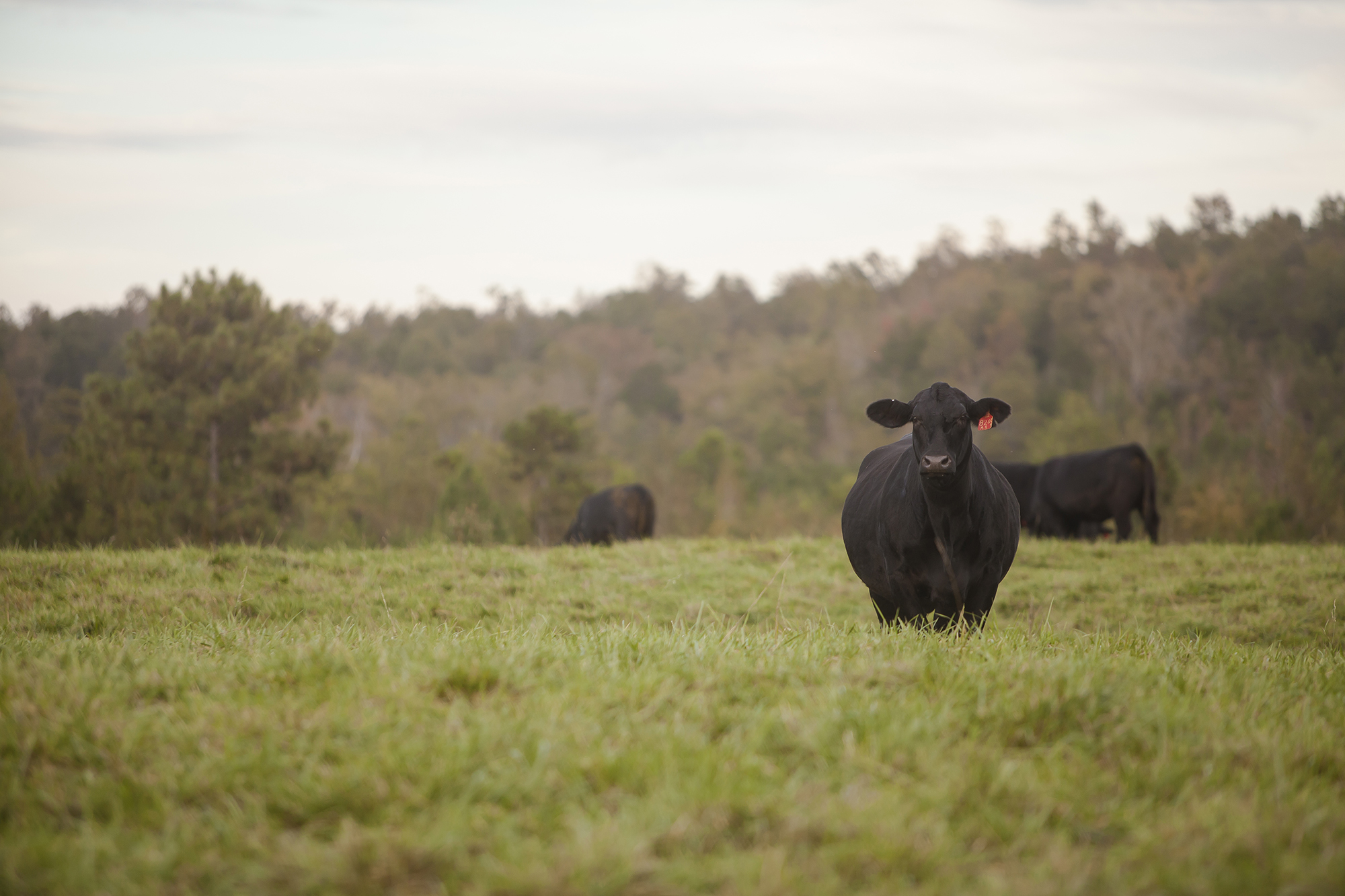 Lake Majestik Farms | HIgh Quality Brangus Breeder located in Alabama