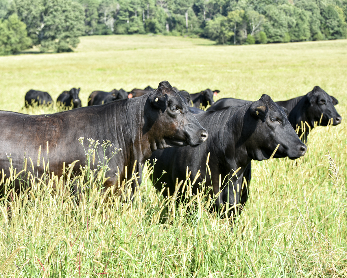 Lake Majestik Farms | HIgh Quality Brangus Breeder located in Alabama